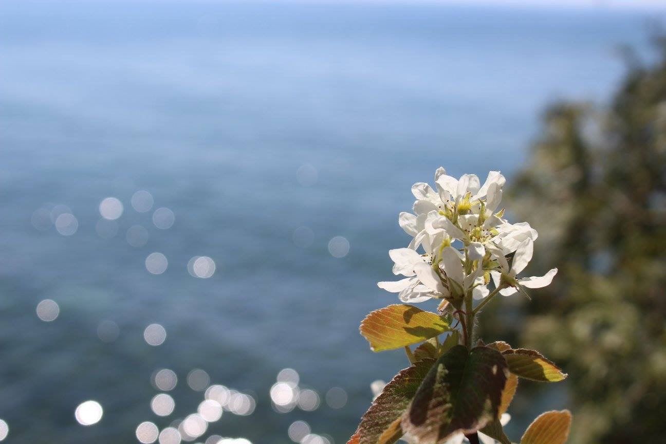 Flowers by the lake